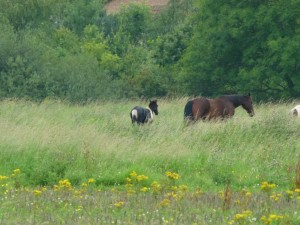 Foal Rescue 12 aug 2011 2